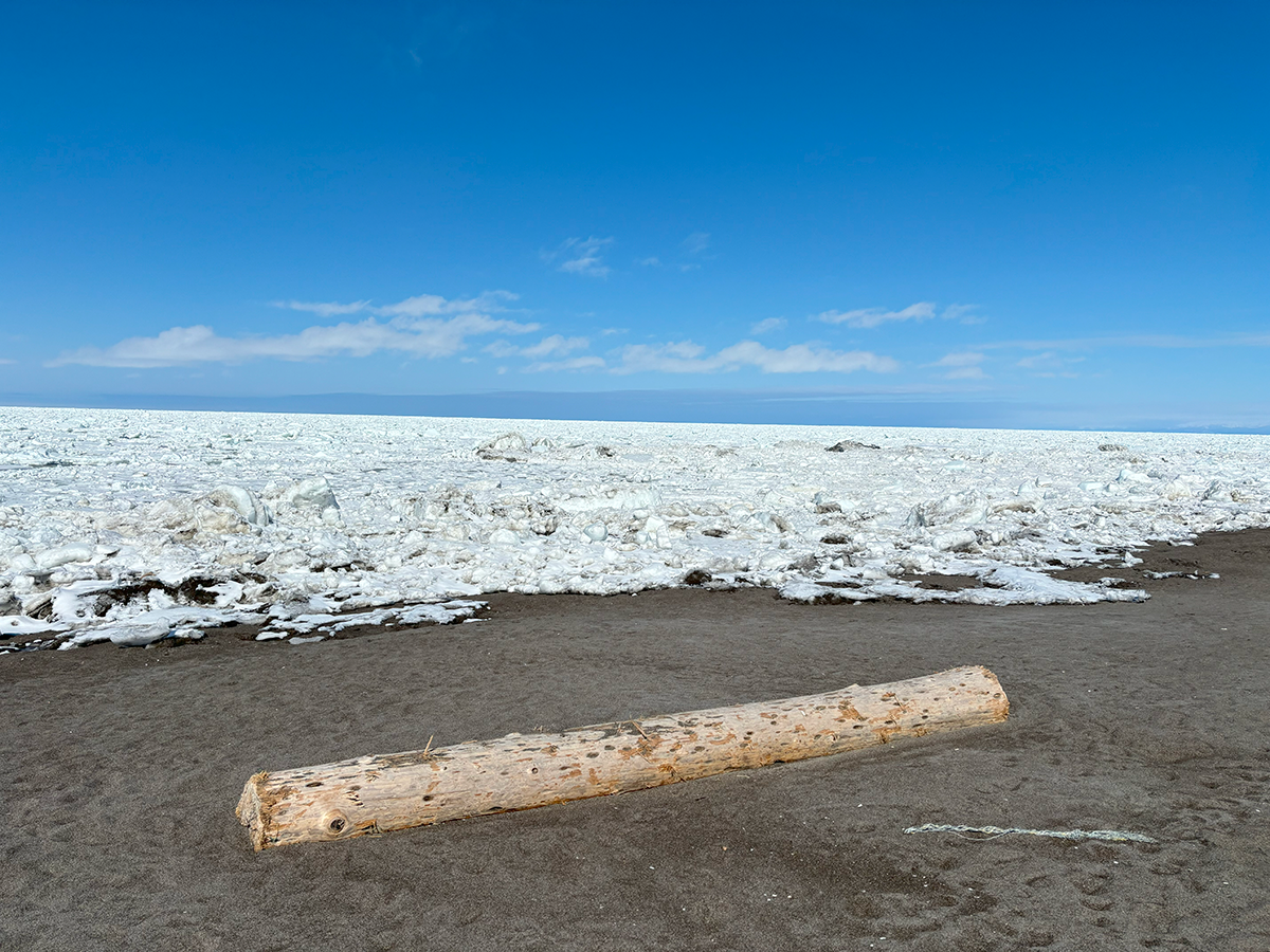 北海道 浜小清水 3月の後半で大接岸！2024年3月22日