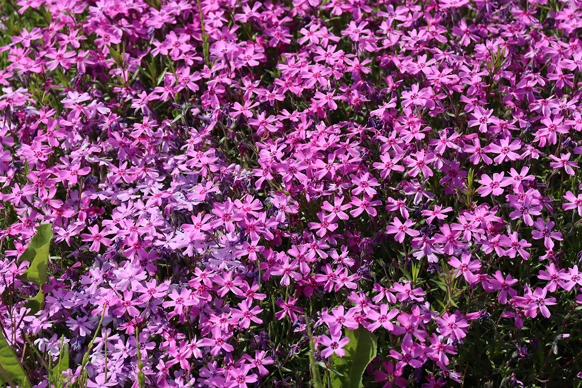 天気の良い日に北海道・オホーツク・大空町の東藻琴の芝桜公園にいきました！2024年6月2日