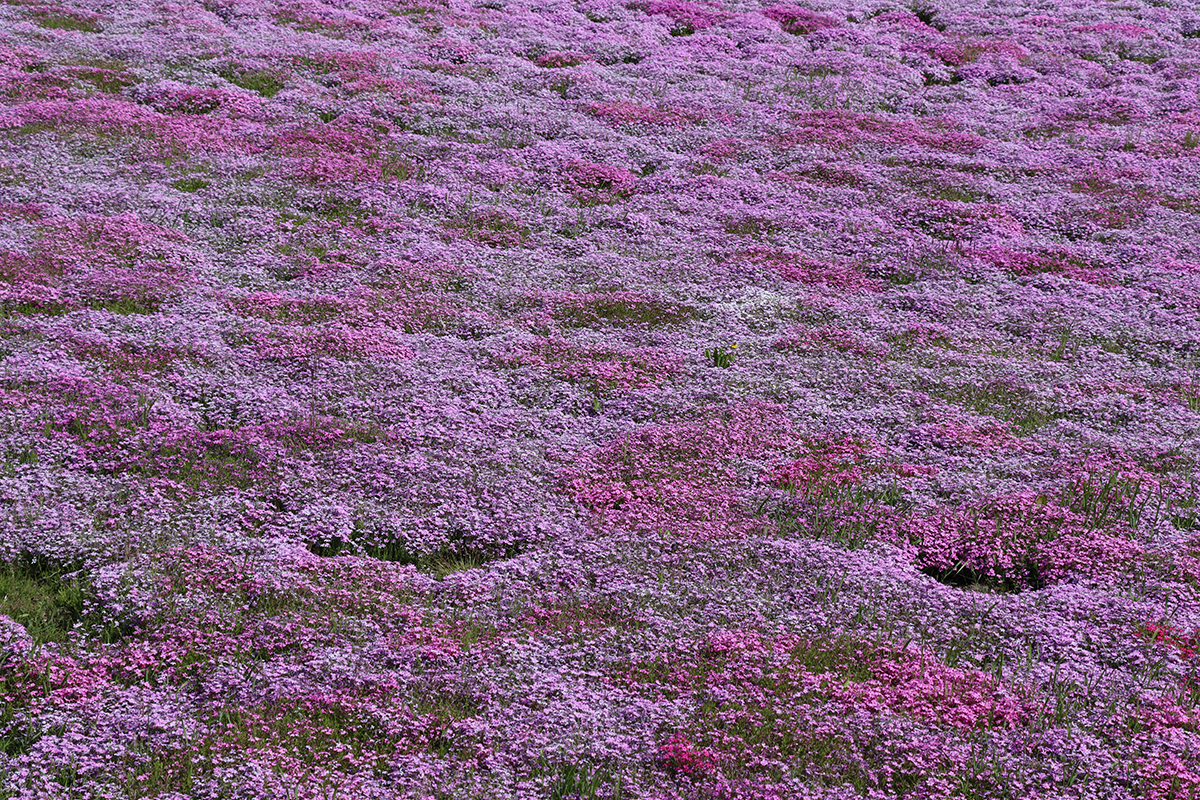 天気の良い日に北海道・オホーツク・大空町の東藻琴の芝桜公園にいきました！2024年6月2日