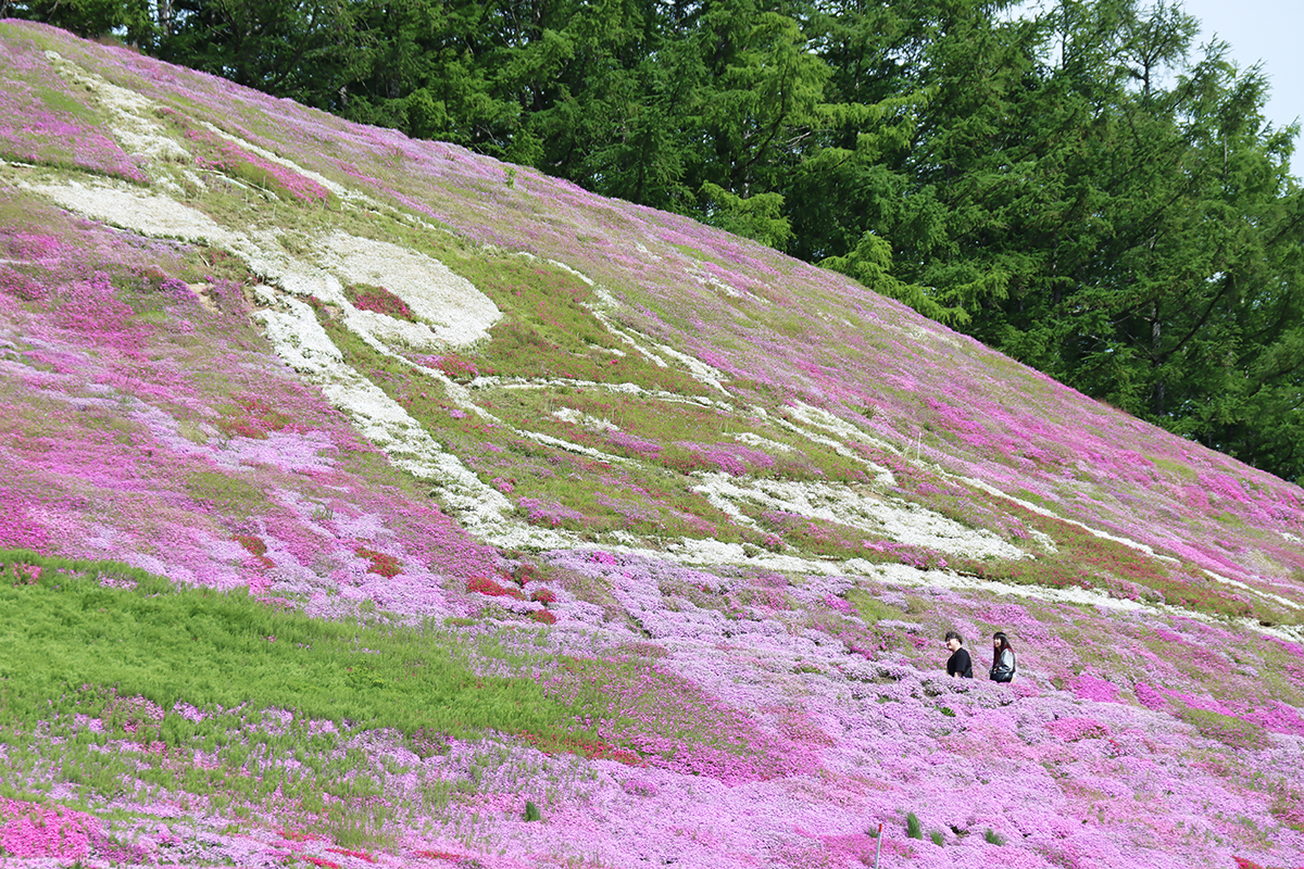 天気の良い日に北海道・オホーツク・大空町の東藻琴の芝桜公園にいきました！2024年6月2日