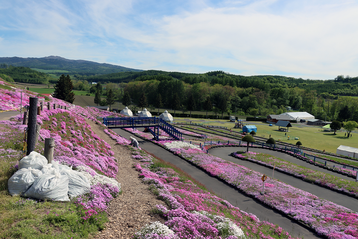天気の良い日に北海道・オホーツク・大空町の東藻琴の芝桜公園にいきました！2024年6月2日