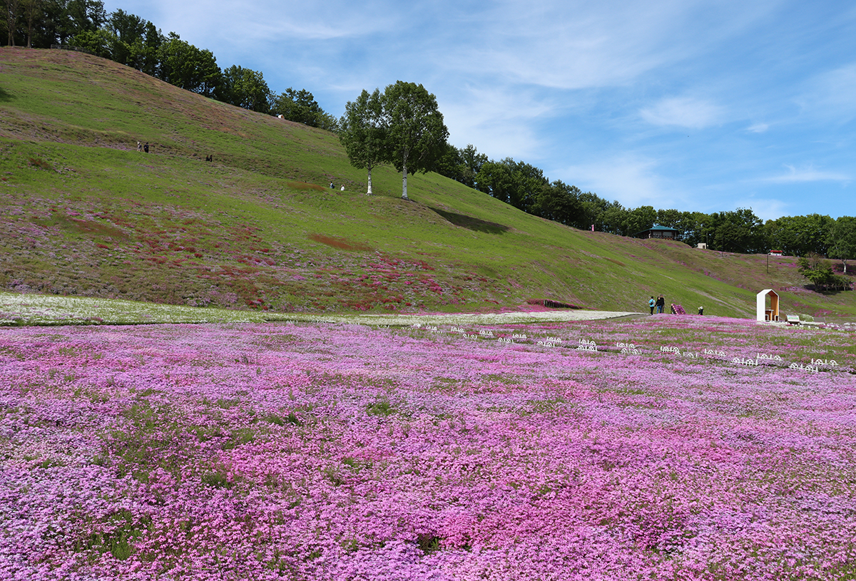 天気の良い日に北海道・オホーツク・大空町の東藻琴の芝桜公園にいきました！2024年6月2日
